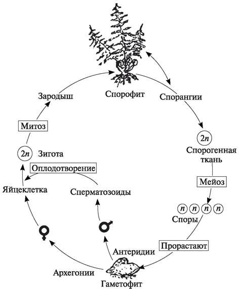 Роль лепестка в жизненном цикле растений