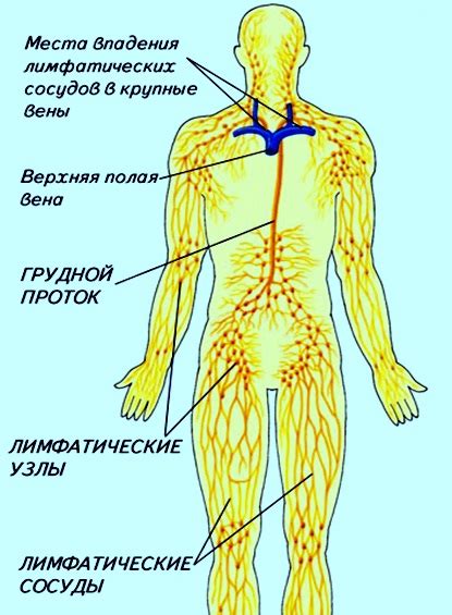 Роль лимфатической системы в паховой области: важность и функции