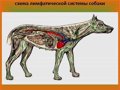 Роль лимфатической системы у собак и значимость осмотра лимфатических узлов