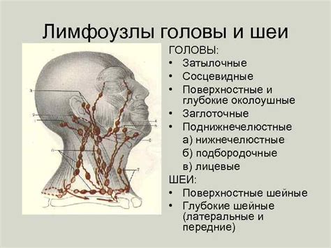 Роль массажа в оценке работы лимфатической системы