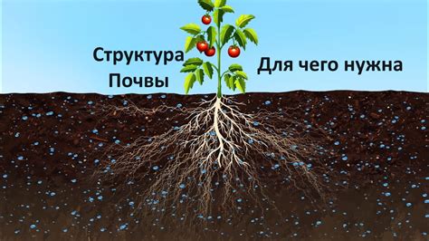 Роль минеральных удобрений в обеспечении питательными веществами для развития кустов смородины