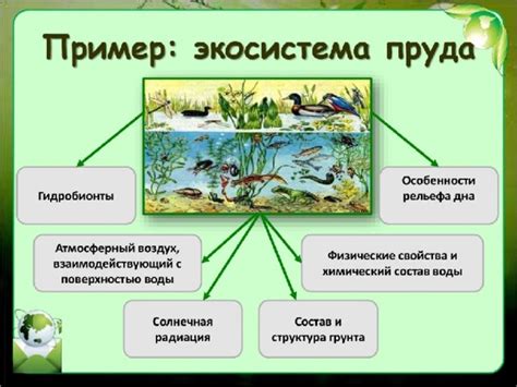 Роль моховых "подушек" в организации экосистемы и их влияние на окружающую среду