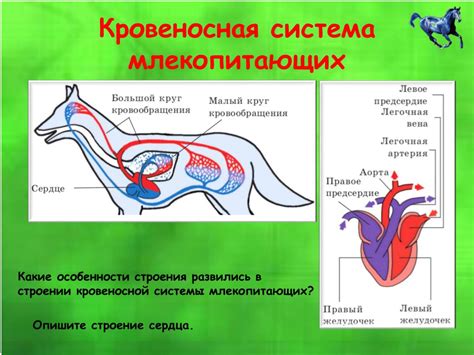 Роль оптимальной дыхательной функции в жизни собаки