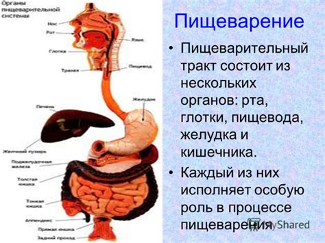 Роль органов в процессе пищеварения