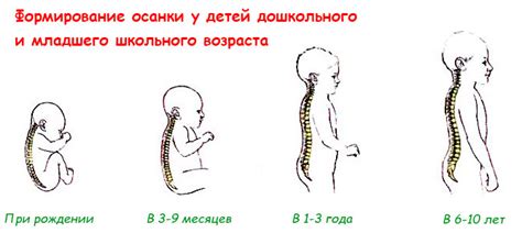 Роль осанки в предотвращении возникновения изгибов на области лица
