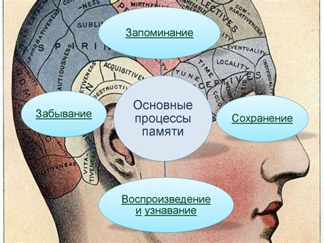 Роль памяти в мышлении и принятии решений
