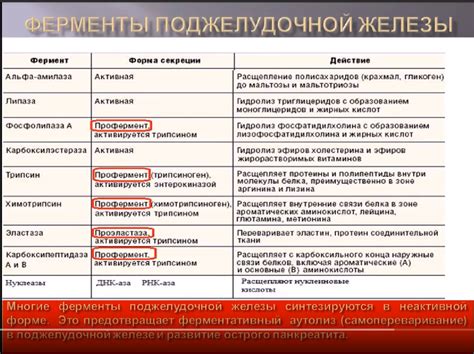 Роль панкреатической эластазы в пищеварении и ее влияние на организм