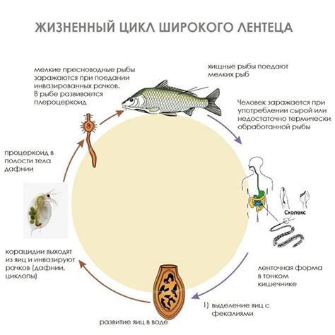 Роль паразитических организмов и вредителей в процессе увядания и гибели юных сосен