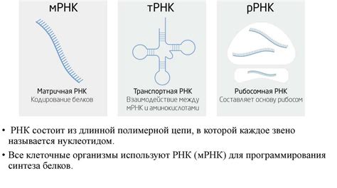 Роль пернатых посредников в передаче информации и их обучение