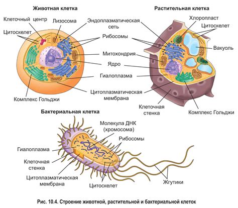 Роль питания и образа жизни в динамике показателя клеточных тромбоцитов