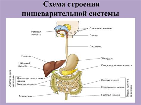 Роль пищеварительной системы в возникновении икоты у новорожденных