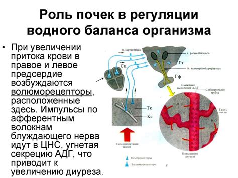 Роль почек в регуляции водного баланса