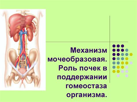 Роль почек в удалении отходов организма