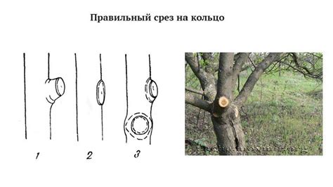 Роль правильного обрезания и формирования кроны в повышении плодоношения