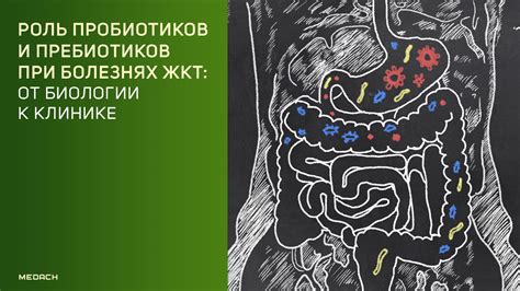 Роль пробиотиков и пребиотиков в стимуляции роста микрофлоры