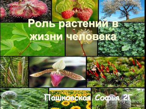 Роль растений в создании гармонии и уюта в домашней обстановке