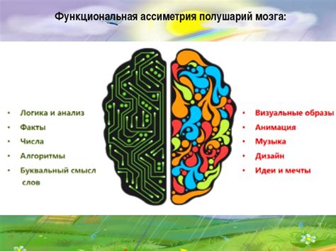 Роль симметрии и дисбаланса в развитии латеральных камер мозга