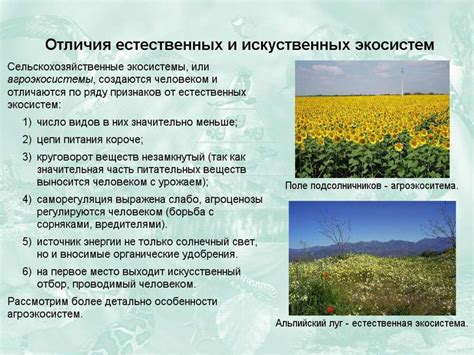 Роль синиц в поддержании баланса природных экосистем