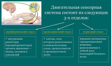 Роль среднего пальца в обеспечении равновесия и согласования движений