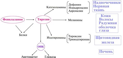 Роль тирозина в обеспечении энергии и жизненного бодрствования