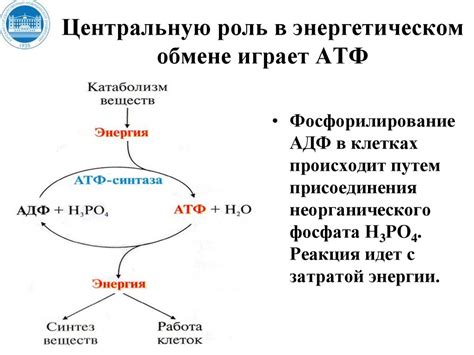 Роль тироксина в обмене веществ и энергетических процессах организма
