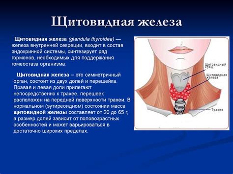 Роль физической активности в нормализации функции щитовидной железы у женщин