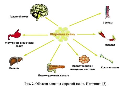 Роль физической активности в регуляции уровня лептина в организме женщин после 40 лет
