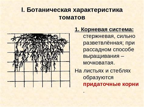 Роль формы горшка в формировании корневой системы огурцов