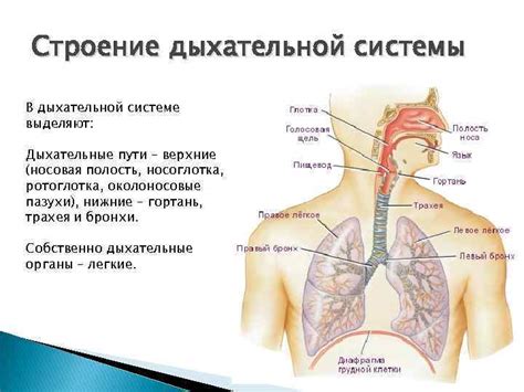 Роль эвдиометра в диагностике заболеваний дыхательной системы