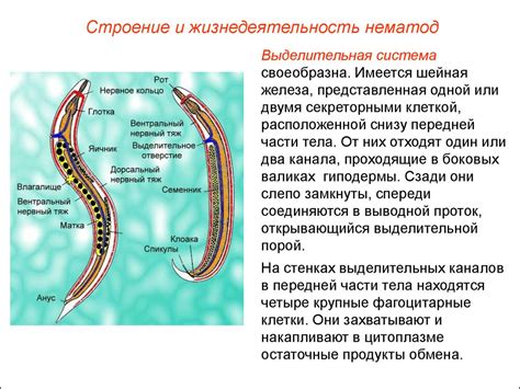 Самочувствие и поведение при наличии глистов
