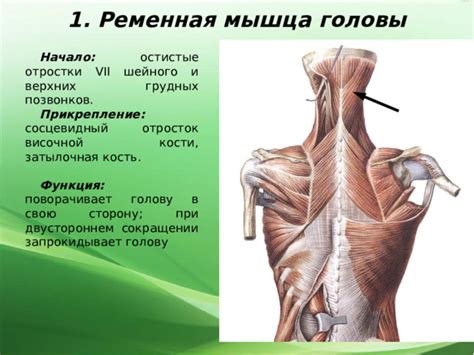 Сборка и прикрепление головы и хвоста