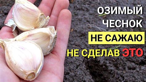 Сбор и хранение чеснока перед посадкой