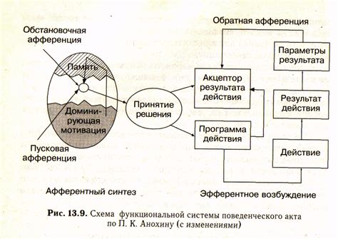 Свойства динамического стереотипа