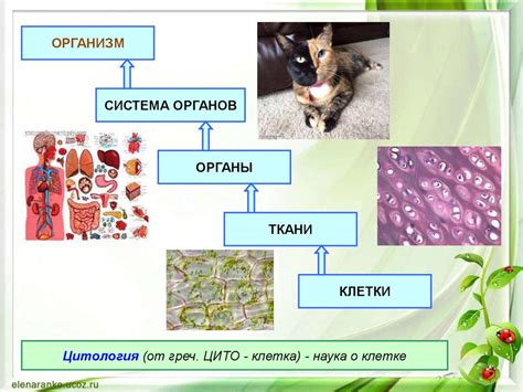 Свойства организма