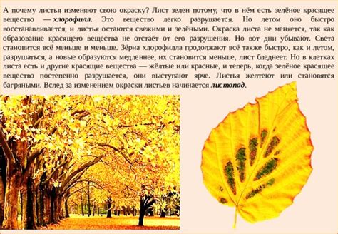 Связь между освещенностью и изменением окраски вердиантного покрова листьев