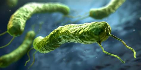 Связь между отсутствием антигена Helicobacter pylori и развитием язвы желудка