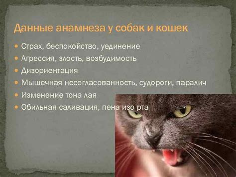 Связь между состоянием печени и почек и появлением пены изо рта у кошки