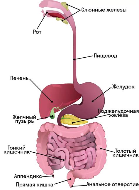 Связь постоянного неприятного ощущения в желудке с функционированием пищеварительной системы