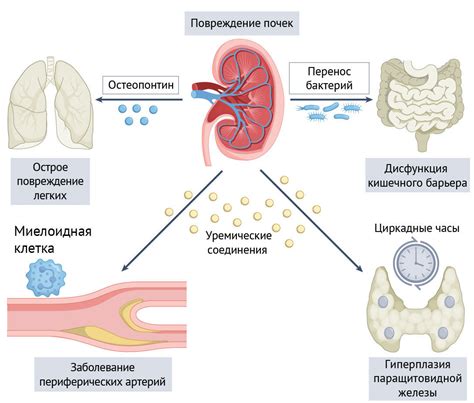 Связь почек с другими органами и системами