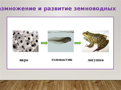 Сезон размножения: продолжительность и особенности