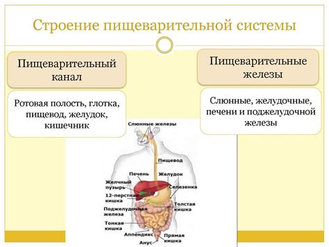 Секреты для улучшения функциональности пищеварительной системы