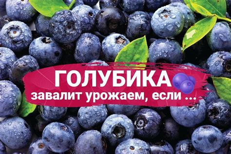 Секреты превосходного цветения и обильного плодоношения голубицы