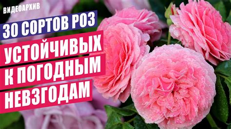 Секреты производства устойчивых к холоду роз
