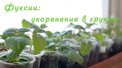 Секреты успешного размножения ароматного растения весной