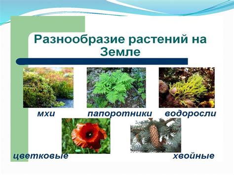 Семейство тысячелистников: общие черты и разнообразие