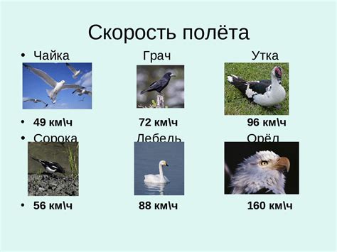 Символика полета птиц в сновидениях: между духовностью и свободой