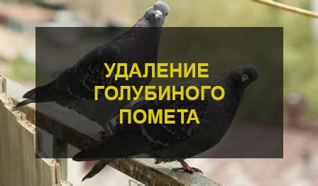 Символическое значение голубиного помета