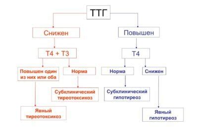 Симптомы увеличенного содержания Тиреотропного гормона в организме и его воздействие на организм