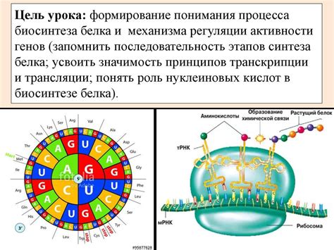 Синтез РНК: процесс и регуляция