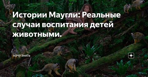 Система обороны - неповторимая тактика дикобраза в истории Маугли